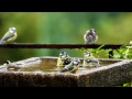 Bedlam in the Bird Bath