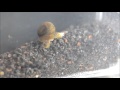 Pest snails in the Aquarium- the good, the bad, and the ugly