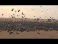 Amazing pigeons crowd
