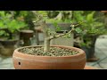 Gu Bonsai Workshop :เพรมน่าไต้หวันกับการตัดแต่งกิ่งใหม่