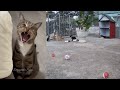 🐶🐈 New Funny Cats and Dogs Videos 😅🤣 Best Funny Animal Videos #9