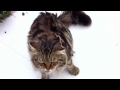Astera Siberian Cats