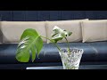 How to Grow Monstera in Water