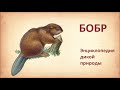 БОБР (Beaver). Энциклопедия дикой природы