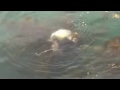 Incredible Fight! Harbour Seal vs Giant Pacific Octopus