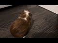 Rebecca the Baby Guinea Pig Excited - Funny (Jan 2023)