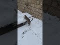 A cat is playing outside on a snowy day 😊🐱