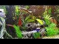 Turtles plus cichlids 55 gallon