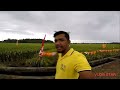 Tatlong Variety ng Hybrid Rice na Malakas Umani | SL-19H SL-8H SL-20H | Pwed sa Wet and Dry Season