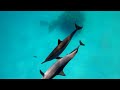 Sataya December 2021 - Snorkeling with dolphins - Egypt Red Sea 4K