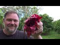 8 Tips How to Get MORE Dragon Fruit Pitaya