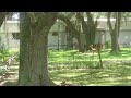 Deer Out In The Blazing Summer Heat