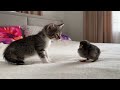 When a Kitten Meets a Chick #cute #cat #chick