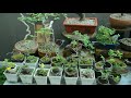 Gu Bonsai Workshop : บอนไซจิ๋ว บ้านGu bonsai