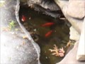 March 15, 2015 - Fish Still Alive in Fishpond After Freezing Winter