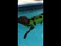 distemper puppy swimming as therapy 4