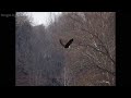 Eagles of Crooked Creek Lake