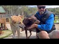 Dingo and Mastiff | Maligator and Pacifier and Cat | Big Canine Family