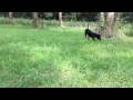 Slowmotion rotterman - 2