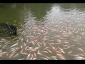 Tilapia Feeding time at Farm in the City 3 Oct 2015