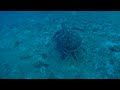 A surprise meeting with a sea turtle asking for help