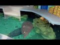 SeaBase aquarium at the Seas Pavilion at Epcot.Learn sea animals with us . Manatee. Dolphins show.