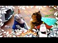 Merle Mini Bullterrier,Schildpatt Cat in love