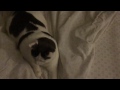 Dusty conquers the sheets in slo-mo