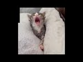 😂 Funniest Cats and Dogs Videos 😺🐶 || 🥰😹 Hilarious Animal Compilation №429