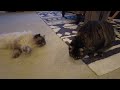 Hilarious Catnip Toy Unboxing: Cats Getting High and Loving It