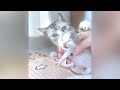 Funny Dog And Cat Videos 🐈 Funniest Animals 2024 😹