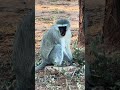 Vervet Monkey Suddenly Leaps into Vehicle | Botswana