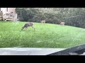 Deer in the yard