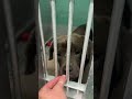 A1957551 Mario Bros calm in kennel taking treats