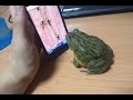 Funny video Dangerous frog  #FunnyFrog