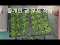 #몰개인금무지적심 #여름에적심더안전 #가위로잘나도아무이상업음 #소독않해도무방