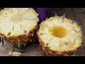 Top videos with the most views : Great Technique for Grafting Trees