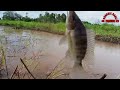 Full senyum mancing di spot sawah berasa Mancing di kolam‼️ Mancing nila liar