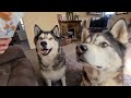 Husky Best Friends are So Cute and Funny Together