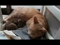 母猫と寝る猫はっちゃん