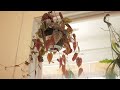 CACTUS CLUB RESTOCK - Rare Plant Shopping & Houseplant Haul - Indoor Plants Charlotte, NC