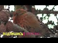 Клест-еловик лихо расправляется с шишками лиственницы. Crossbill.