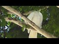 Australian Cockatoo's in a Tree. A little outside noise.