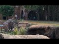 Full Cheetah run at Busch gardens