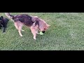 Italian mastiff makes a new friend