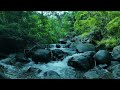 Soothing Stream Sounds for Healing Stress, Birds Chirping, Babbling Sounds, Nature Sounds, ASMR.