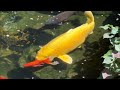 See What Our Shih Tzu is Up to Now 😴😂 | Adorable Lacey Dog | Feeding Pond Koi & Goldfish 🐟