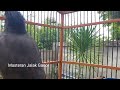 Suara pancingan Jalak Kebo gacor Full Isian Cocok Untuk Semua Jenis Burung Jalak Muda / Jalak Stres