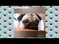 Pug Compilation 143 MIX  - Funny Dogs but only Pug Videos | Instapug