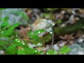 The Lost Forests of New England:  Eastern Old Growth